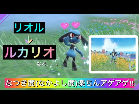 なつき度、なかよし度の上げ方、リオル進化、ルカリオ！！ 【ポケモンSV(スカーレット/バイオレット)】