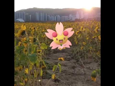 체리꼬 ( Cherrim ) チェリム ( 櫻花兒 )