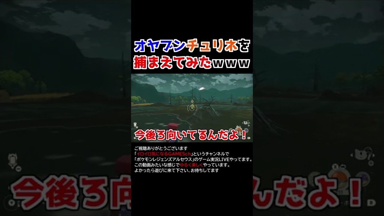 オヤブンチュリネを捕獲する！【Pokémon LEGENDS アルセウス】