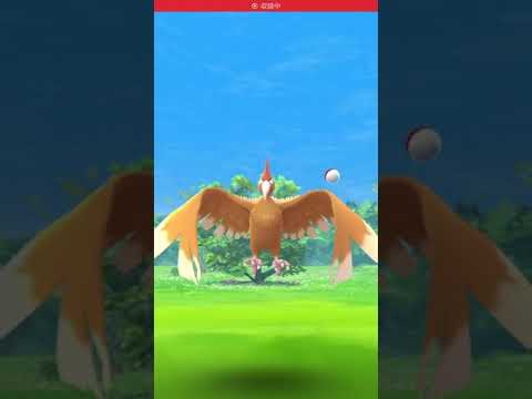 ポケモンGO オニドリル　Pokémon GO