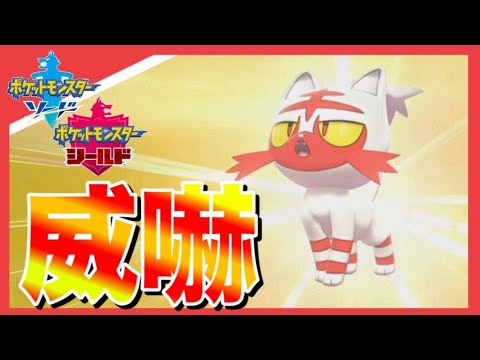 夢特性色違いニャビー爆誕！　可愛すぎる！！　【ポケモン剣盾】