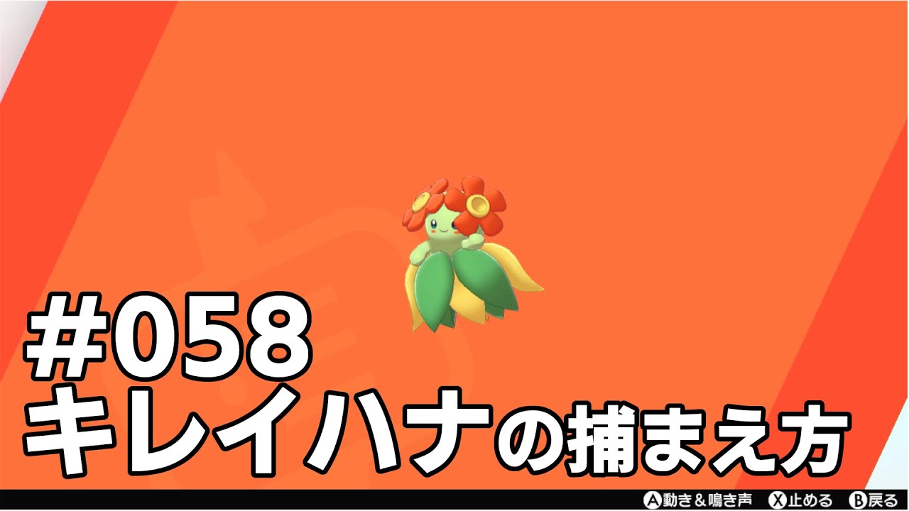 キレイハナを探している方に見てほしい動画