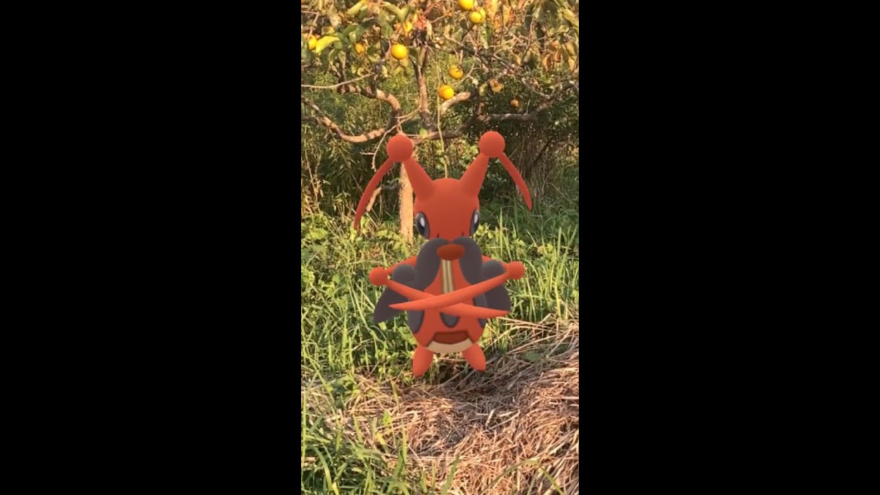 コロボーシ｜Kricketot｜コロトック｜Kricketune ｜柿｜AR動画｜PoKeMoN GO AR｜#Shorts