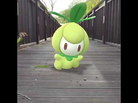 치릴리 ( Petilil ) チュリネ