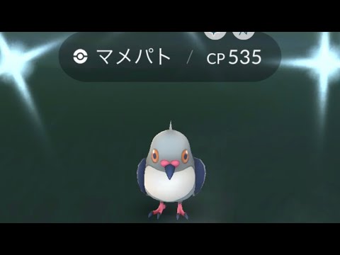 ポケモンgo 色違いマメパト♂ゲットチャレンジ　色違いケンホロウまで一気に進化させてみた