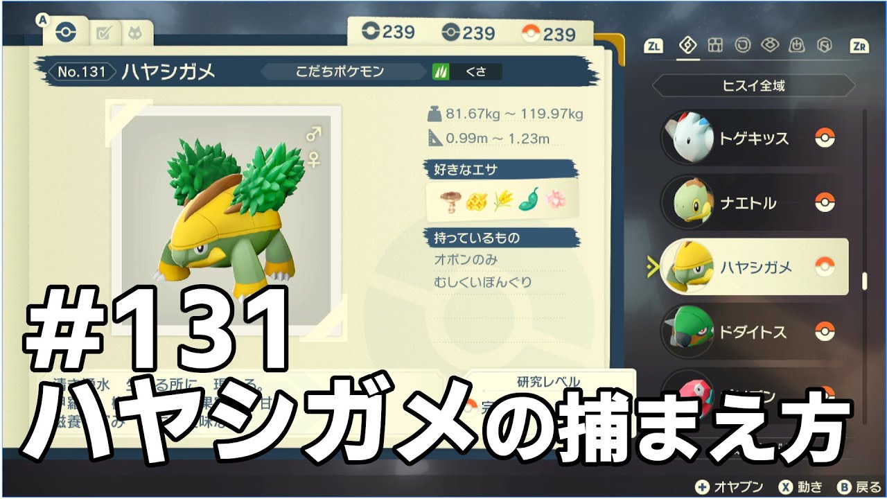 ハヤシガメを探している方に見てほしい動画