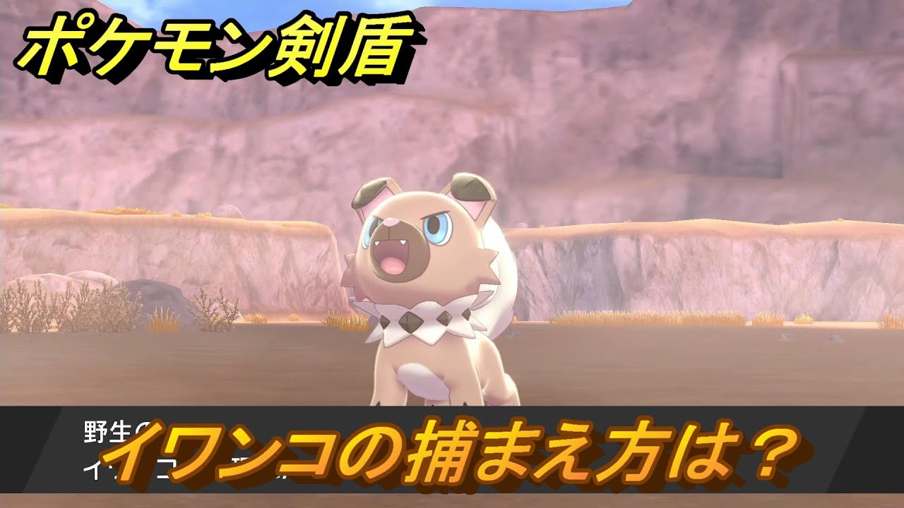 ポケモン剣盾　イワンコを捕まえる方法！オススメの場所は？天気は？ポケモン図鑑コンプへの道！　最新版【ポケモンソード・シールド】