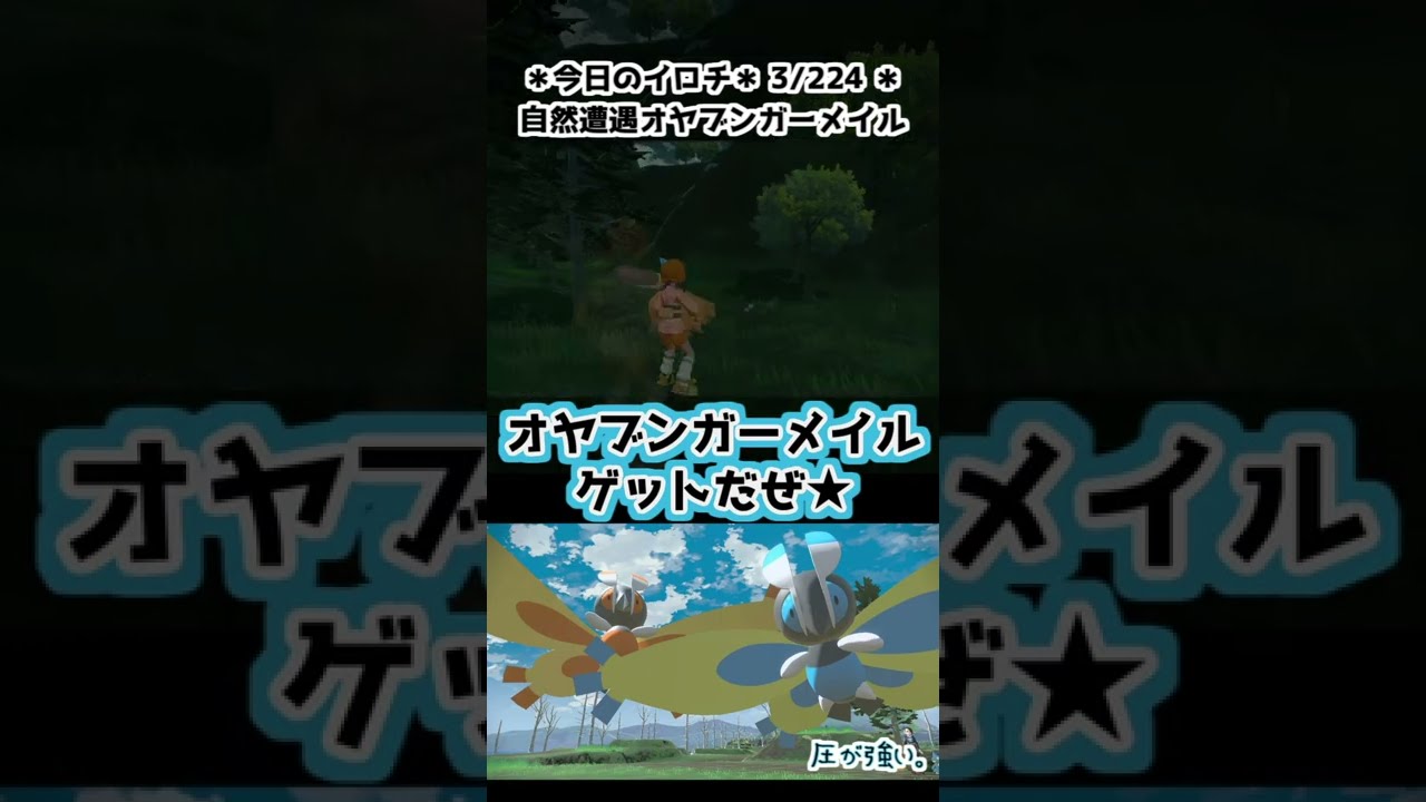 【3/224】3匹目の色違いガーメイルはオヤブンでした。【Pokémon LEGENDS アルセウス】　#Shorts