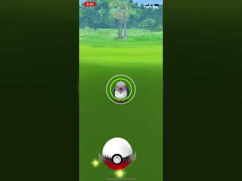 ポケモンgo 色違いマメパト捕獲チャレンジ