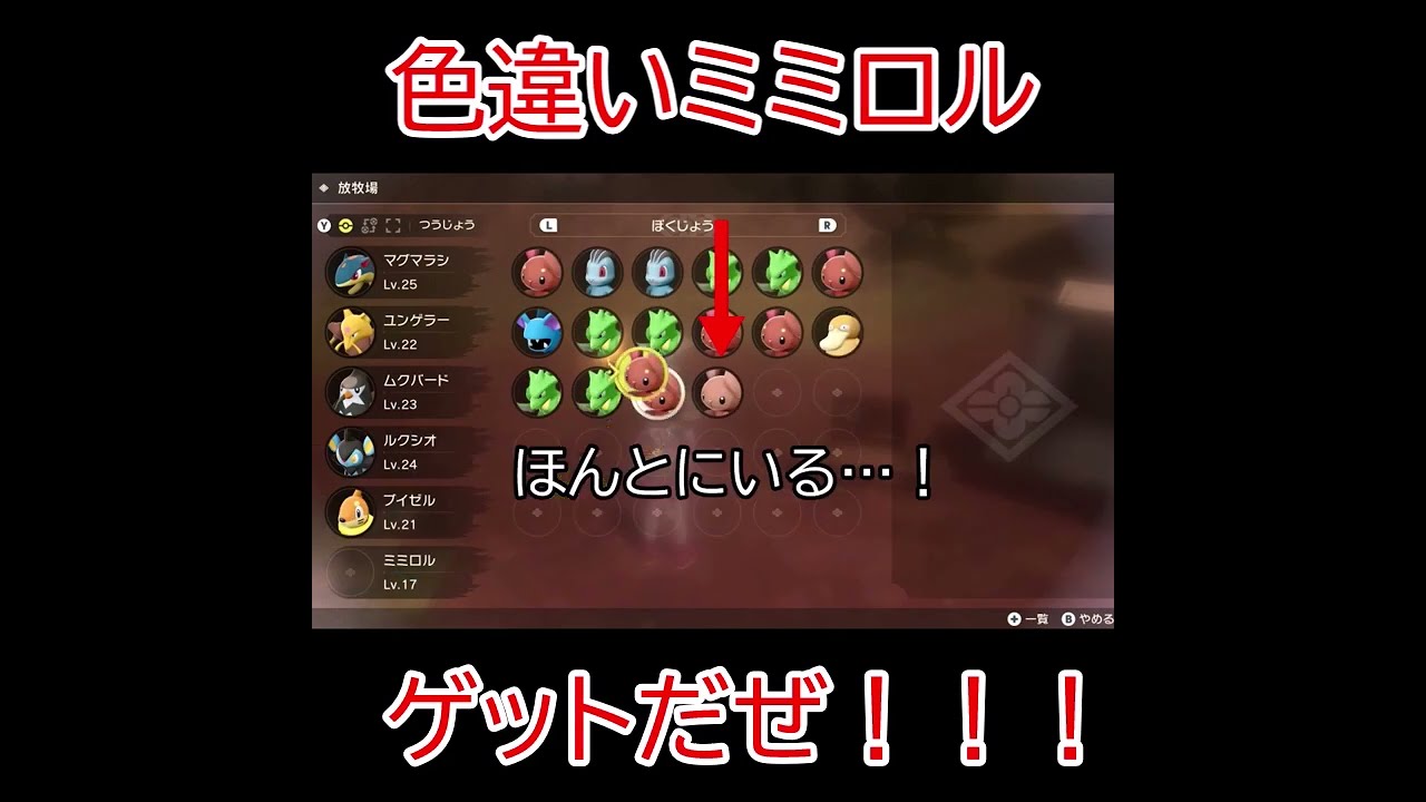 【ポケモンアルセウス】色違いミミロルゲットしました！！！#Shorts