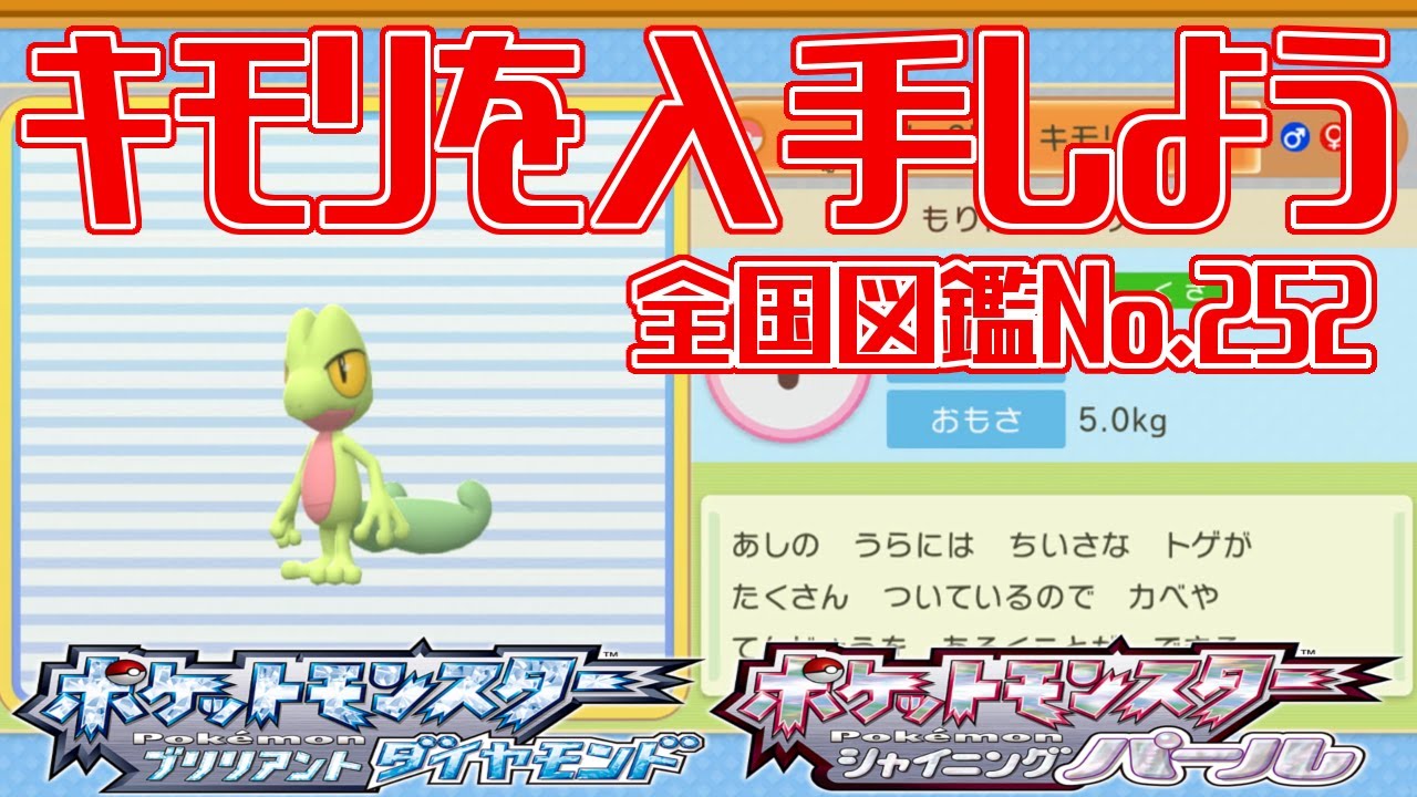 【ポケモンダイパリメイク】キモリを入手しよう 全国図鑑No.252【ポケットモンスター ブリリアントダイヤモンド・シャイニングパール】Pocket Monsters
