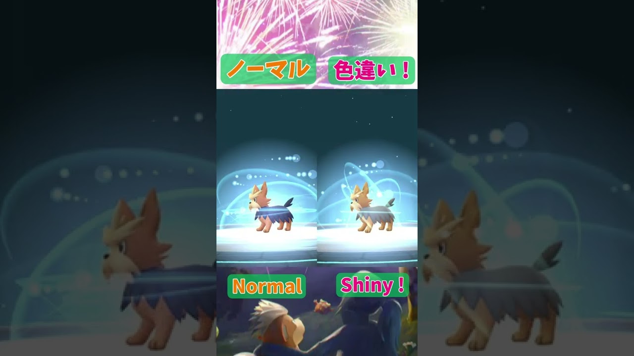 ヨーテリー色違い(Lillipup Shiny) → ハーデリア色違い (Herdier Shiny) → ムーランド色違い (Stoutland Shiny)【Pokémon GO】 #Shorts
