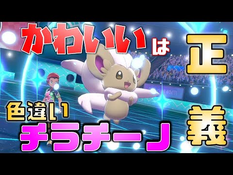 【ポケモン剣盾】可愛いは正義！色違いチラチーノで大暴れ！