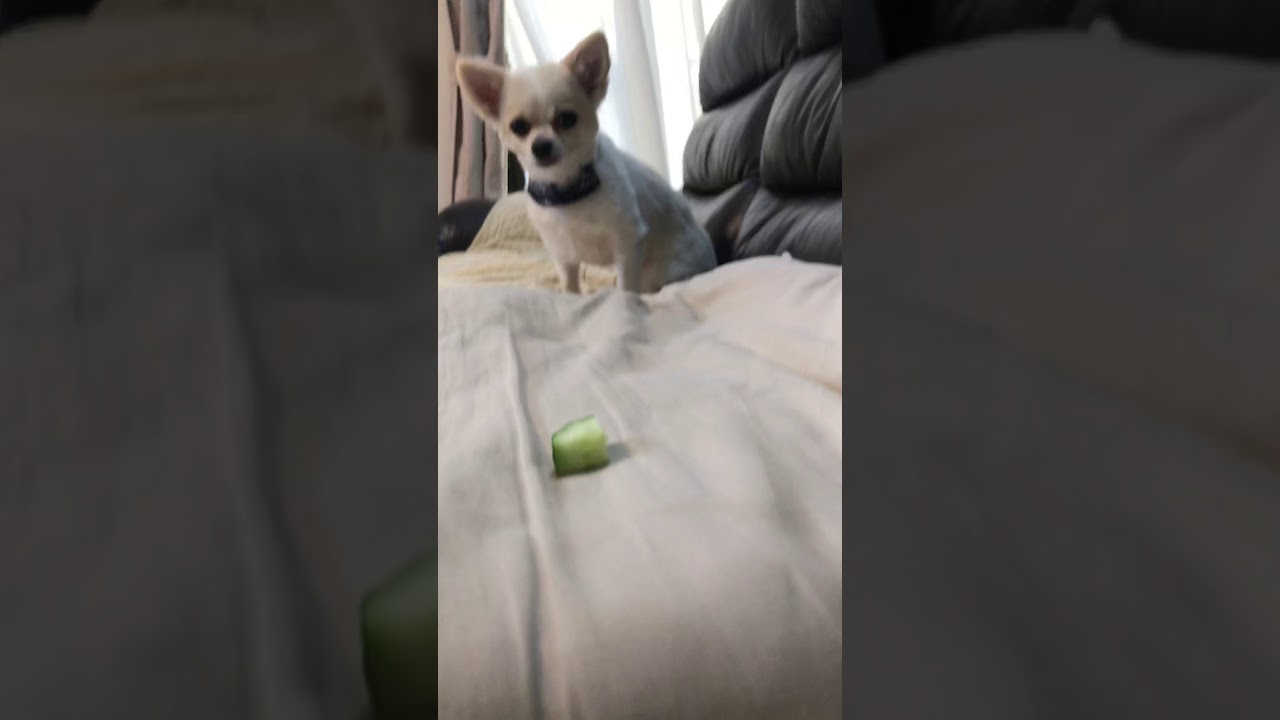 マメパト