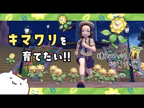 育てよう、キマワリ - ̗̀🌻  ̖́-‬  ポケットモンスター バイオレット 配信