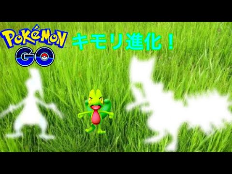 ポケモンGO キモリ進化！