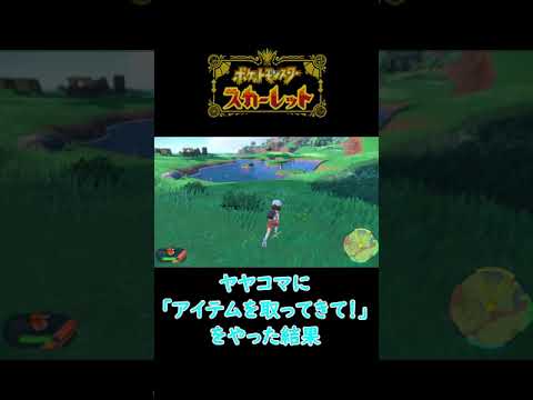 ヤヤコマに「アイテム取ってきて！」をやった結果【ポケモンSV】 #Shorts