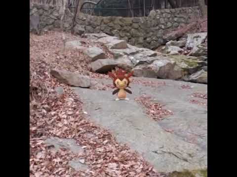 도치마론 ( Chespin ) ハリマロン ( 哈力栗 )