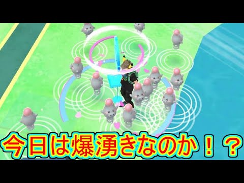 【ポケモンGO】スポットライトアワー　バネブー今日は爆湧き！？