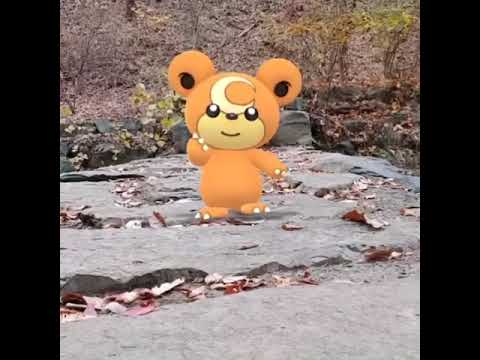 깜지곰 ( Teddiursa ) ヒメグマ ( 熊寶寶 )