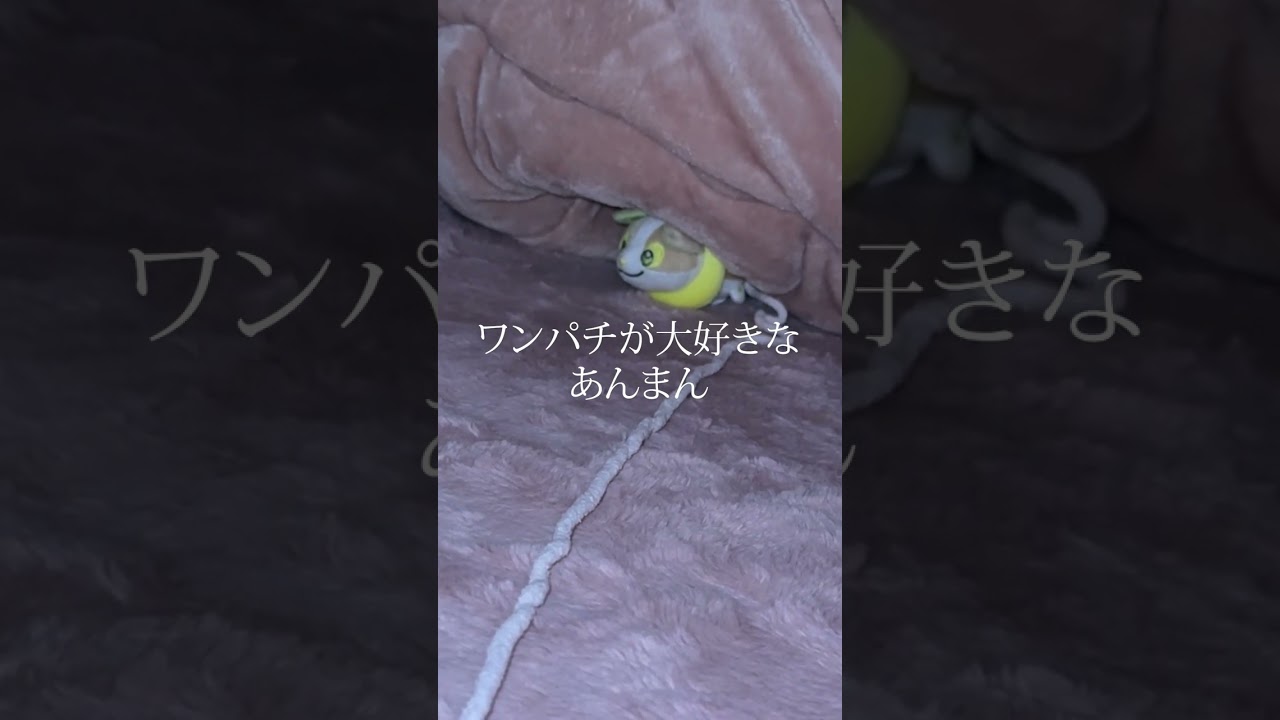 【short】ポケモンのワンパチが大好きなフェレットのあんまん