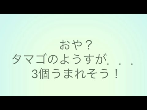 【クマシュン必見】タマゴ3つも同時に孵化するように変わった!!