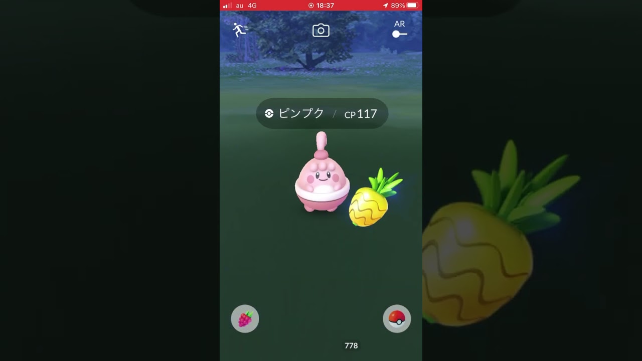 【ピンプク3匹?!】可愛い【どれが本物か】