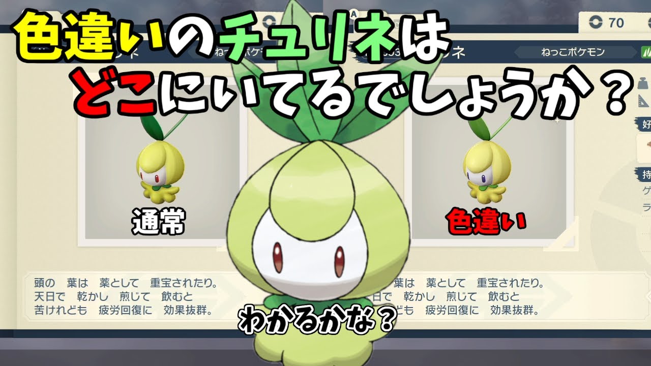 【色違い探し】上級編 チュリネはどこに居てるかわかるかな？【Pokémon LEGENDS】【ポケモン アルセウス】#Shorts