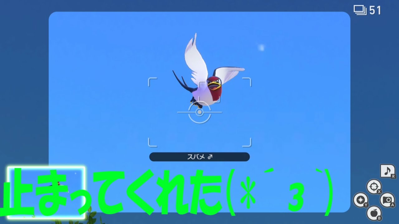 スバメのシャッターチャンス(*´з`)/【ポケモン ショート動画】part125 #Shorts