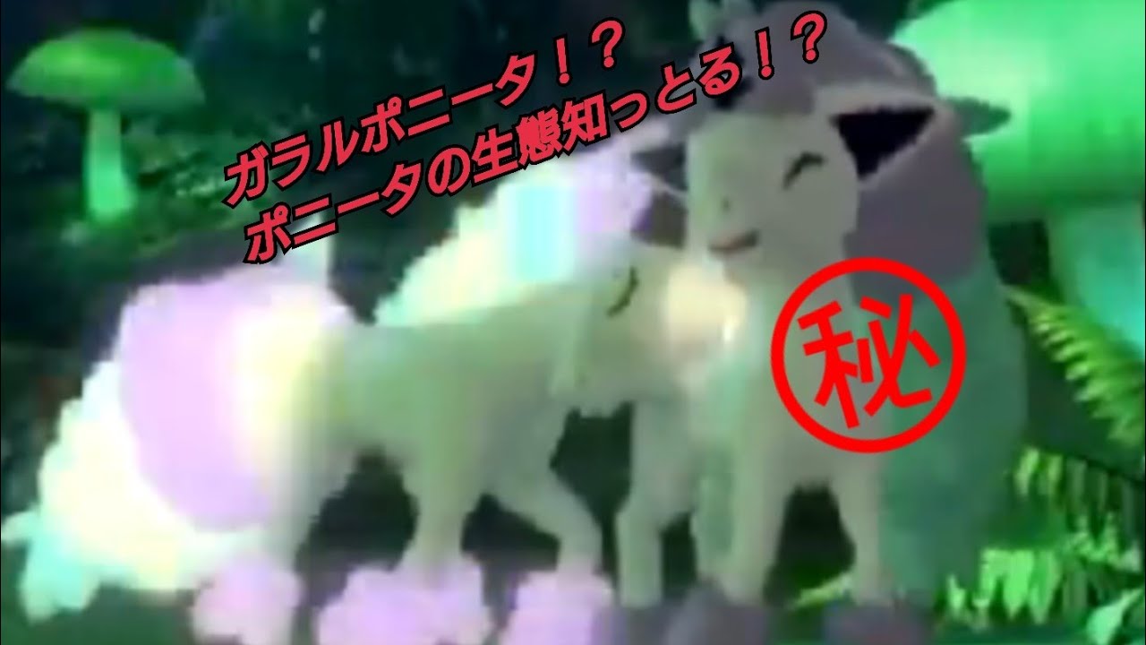 ガラルポニータ！？ちょっと待った、知られざるポニータの生態に迫る！！【ポケモン】