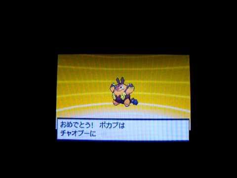 ポケモンブラック　ポカブが進化 Edwin DuBarrera