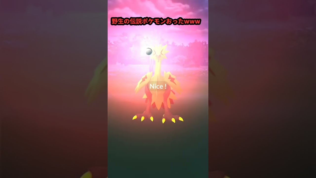 [ポケモンGO] 野生からガラルサンダー!!!ww #いるくん #ポケモンGO #ガラルサンダー #伝説のポケモン #shorts