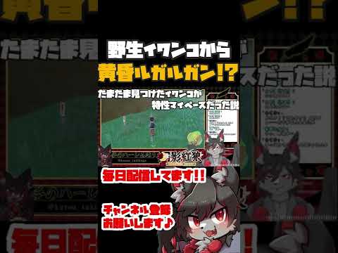 野生イワンコから奇跡の黄昏ルガルガン  #shorts