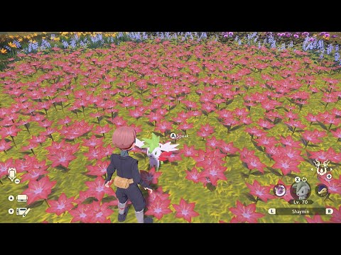 シェイミ スカイフォルムの変身とバトルショーケース |ポケモン: レジェンズ アルセウス