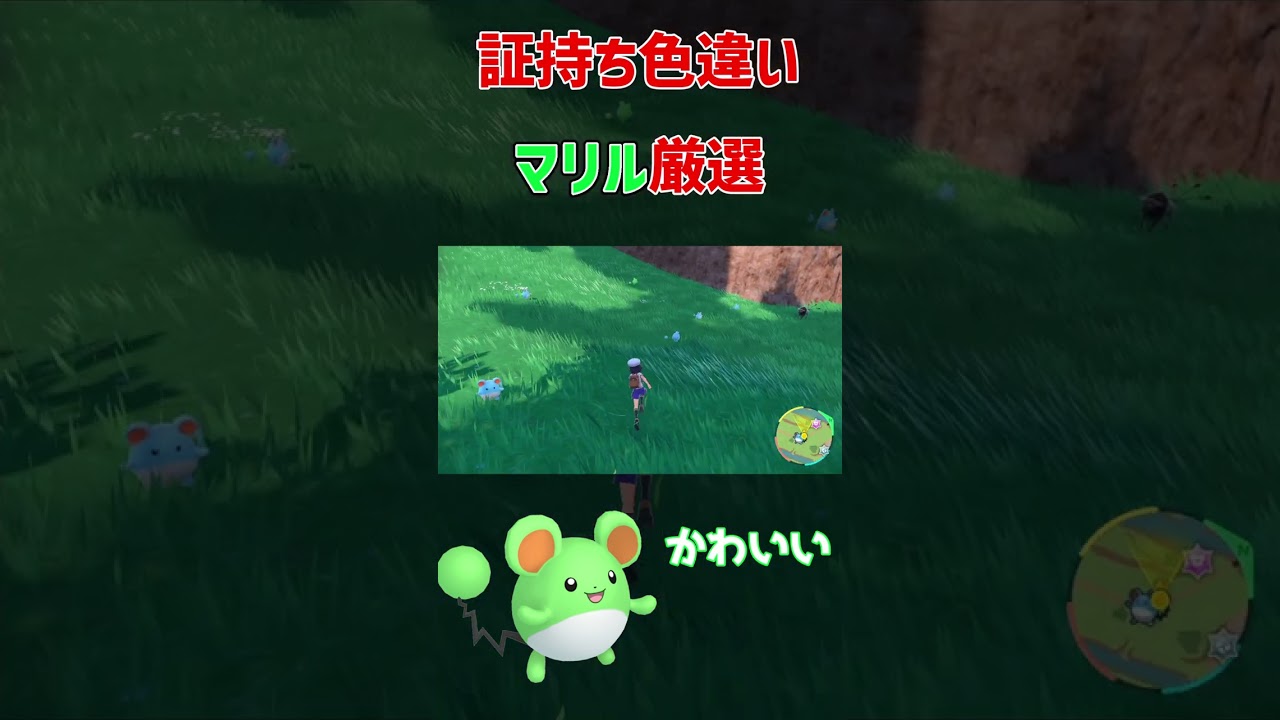 【ポケモンSV】証持ち色違いマリル厳選！なんと最速〇分！？【スカーレット/バイオレット】#Short