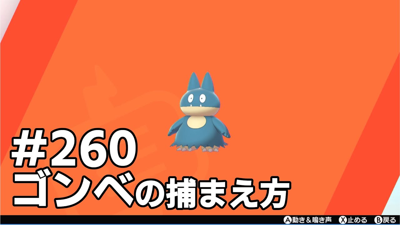 ゴンベを探している方に見てほしい動画