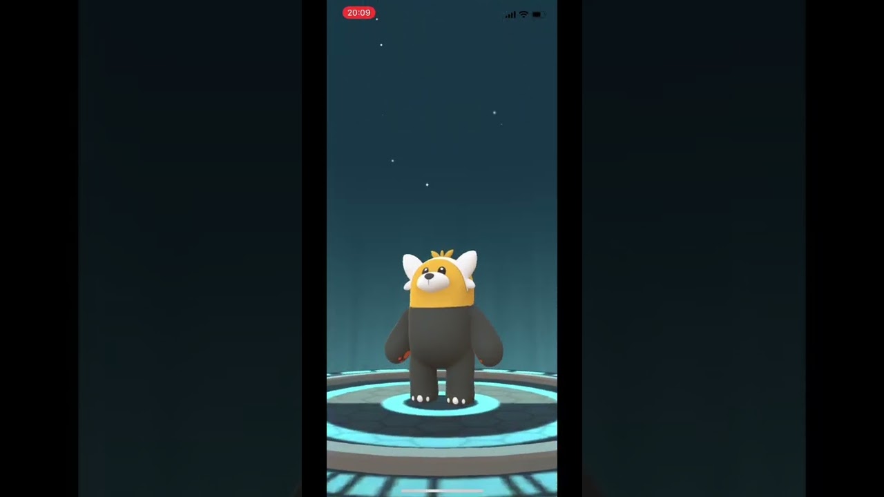ポケモンgo☆色違いヌイコグマ〜キテルグマへ進化！#shorts #いろち #かわいい