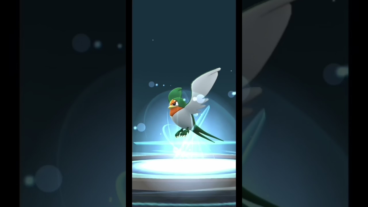 shiny taillow → shiny swellow! ✨ shiny evo line complete ✅ (wild spawn, incense active)