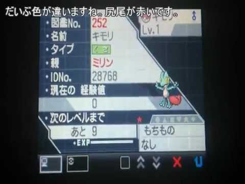 【国際孵化】色違いキモリ＋αゲット！！