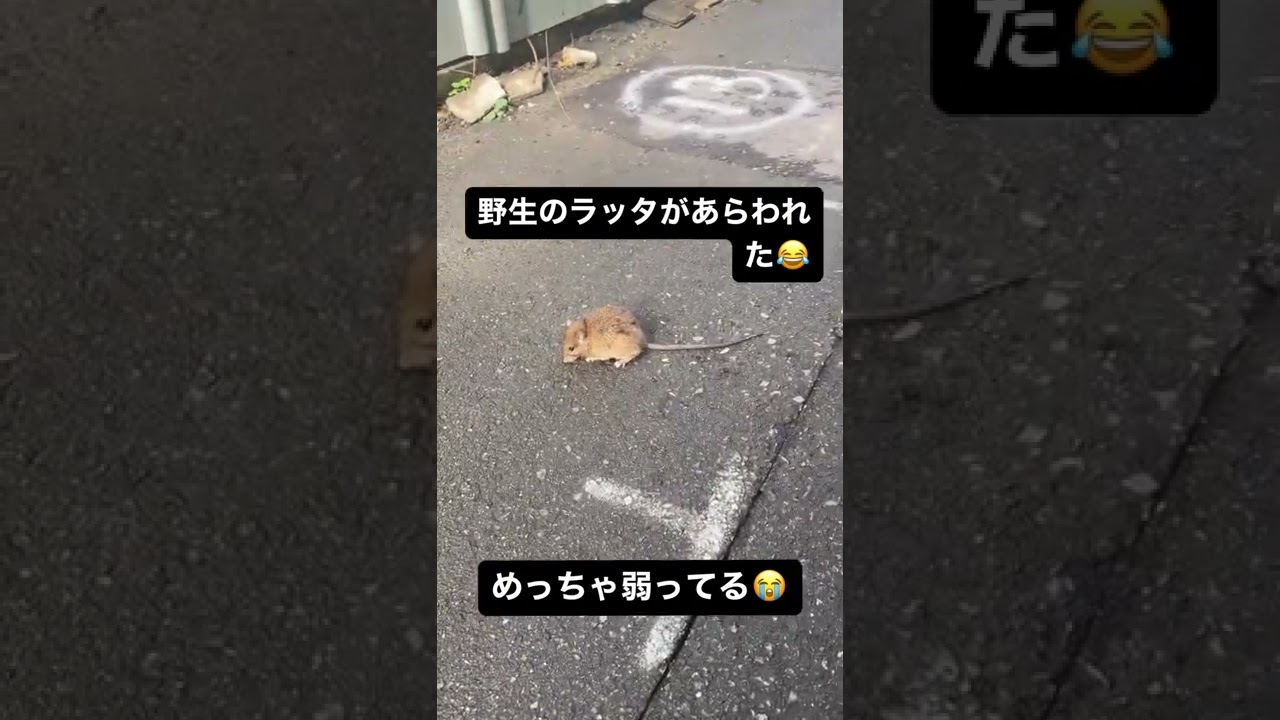 野生のラッタが現れた🥹めっちゃ弱ってる。。