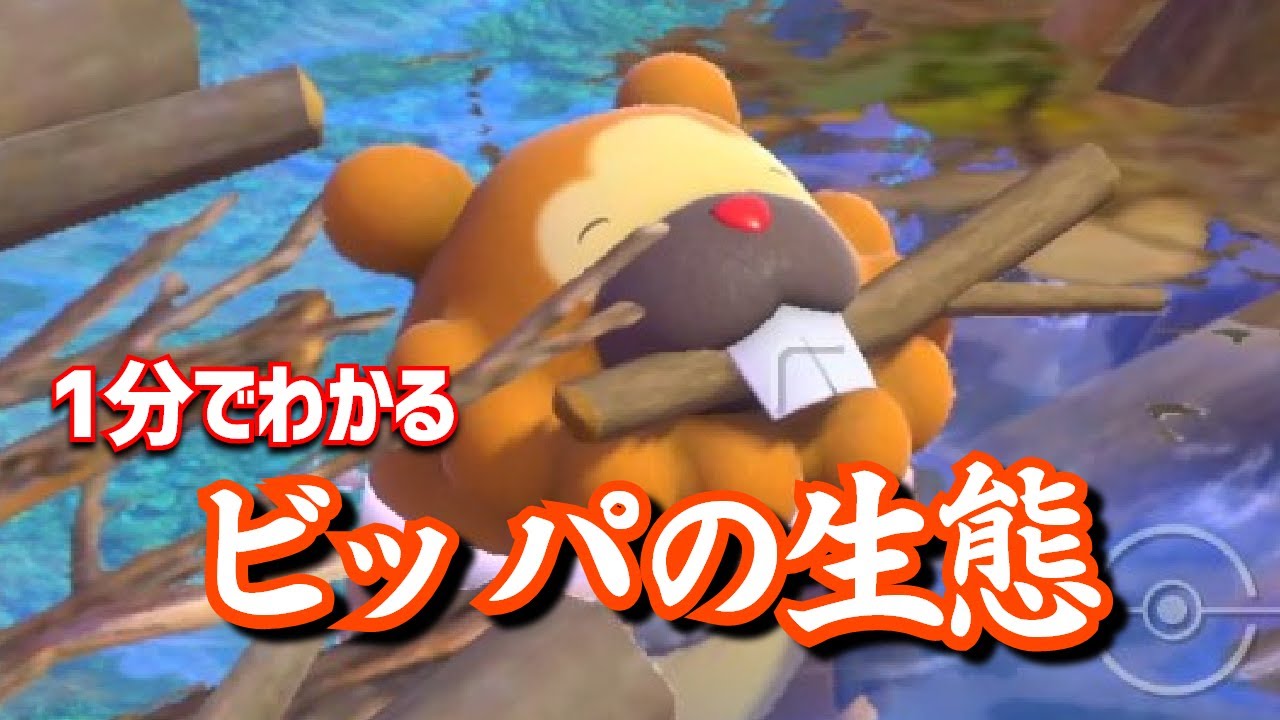 【アルセウス】1分でわかるビッパの生態｜ポケモンレジェンズアルセウス、ポケモンgo #Shorts