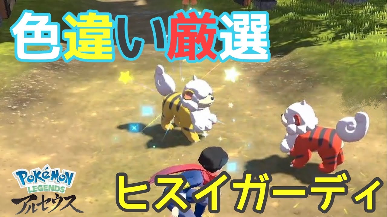 【ポケモンアルセウス】色違い厳選【実況】！！色違いガーディ！！色違いウィンディ進化！！