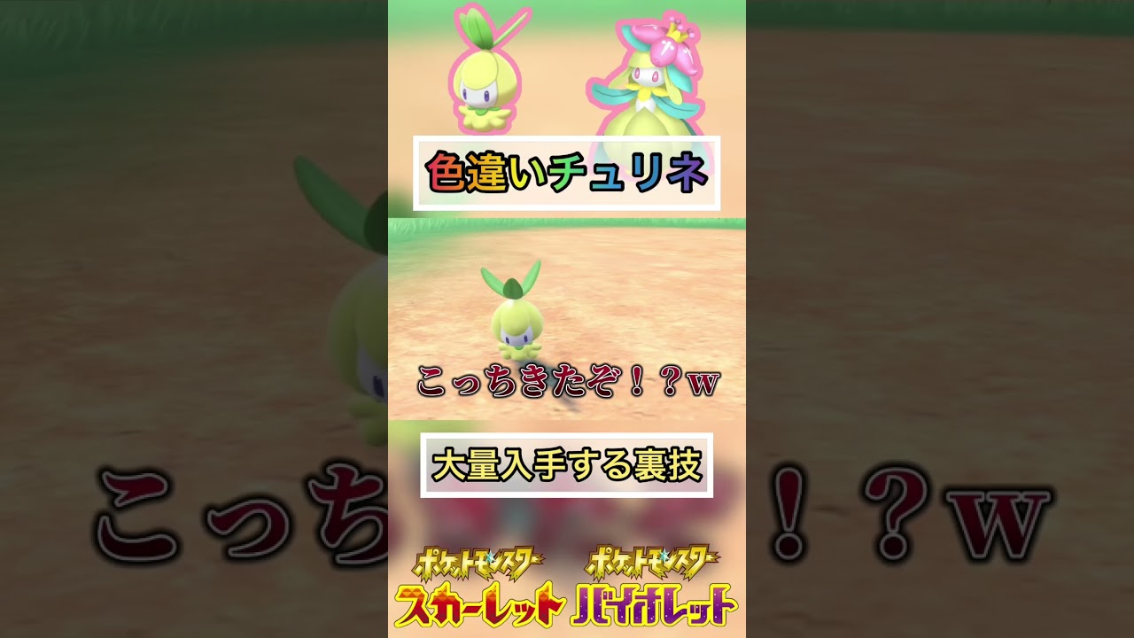 え…色違いチュリネ大量に手に入るんだがw【 #ポケモンsv 】