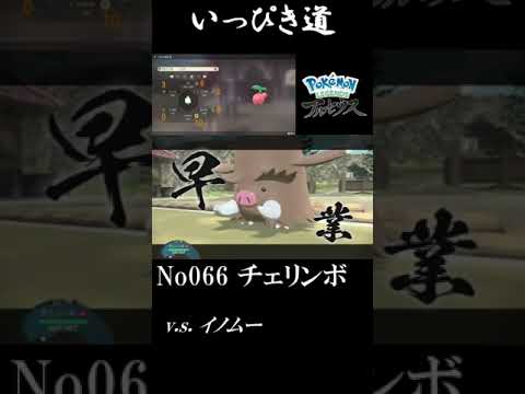 【ポケモンLEGENDSアルセウス】新作ポケモンSV発売記念!!いっぴき道制覇への道 066/242 #アルセウス #shorts