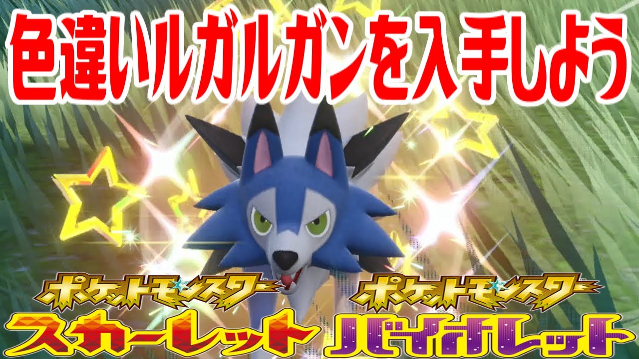 【ポケモンSV】色違いルガルガン(まひるのすがた)を入手しよう【ポケットモンスター スカーレット・バイオレット】Pocket Monsters