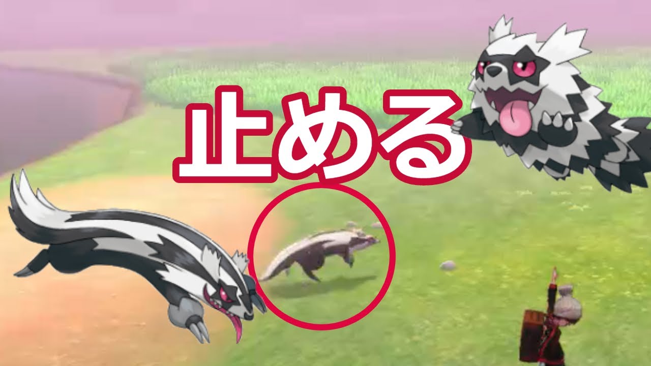 動き回るジグザグマ・マッスグマを大人しくさせる方法【ポケモン ソードシールド】【剣盾】