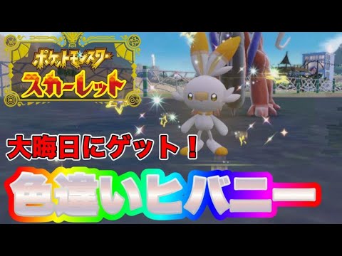大晦日に色違いのヒバニーを出して勝利の咆哮を繰り出す男　【ポケモンSV】