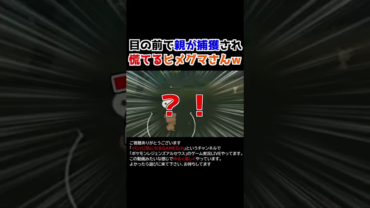 親のリングマを捕獲され慌てふためくヒメグマさんが可愛すぎるｗｗ【Pokémon LEGENDS アルセウス】