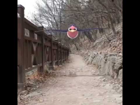 테일로 ( Taillow ) スバメ ( 傲骨燕 )