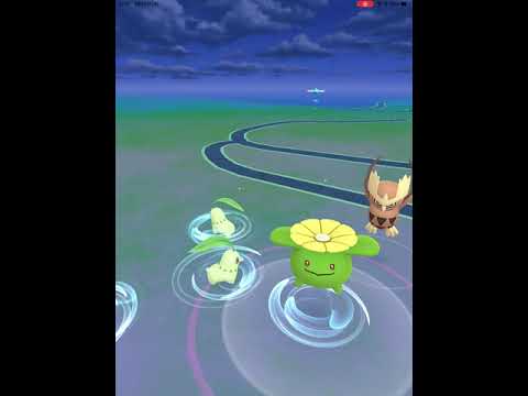 【ポケモンGO】初めて、野生のポポッコに遭遇！